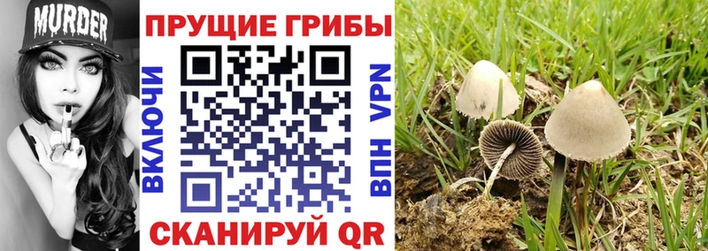 Псилоцибиновые грибы прущие грибы Коряжма