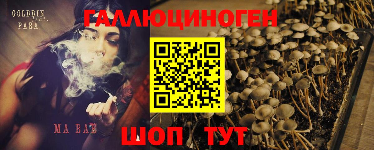 Псилоцибиновые грибы Psilocybe  Коряжма  Псилоцибиновые грибы Cubensis 