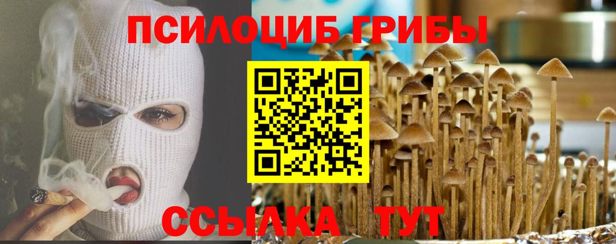Галлюциногенные грибы Psilocybe Коряжма